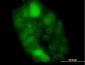 CSTB / Cystatin B / Stefin B Antibody (clone M2F1)